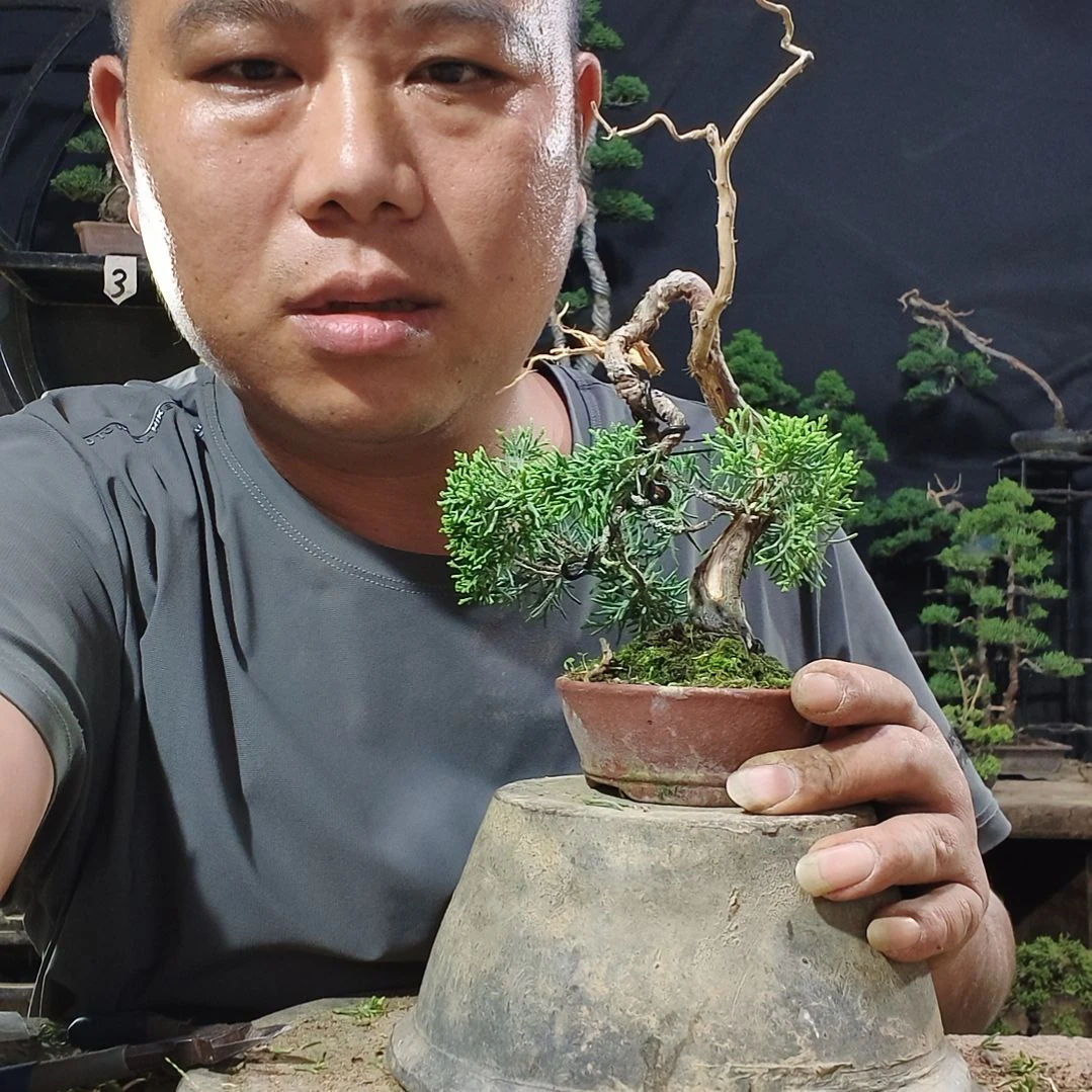 讷***无花朵济州真柏盆景素材盆景素材盆景盆