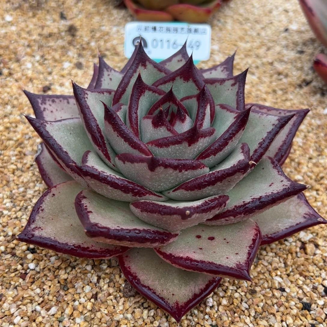 从前慢多肉精选编号0116.49