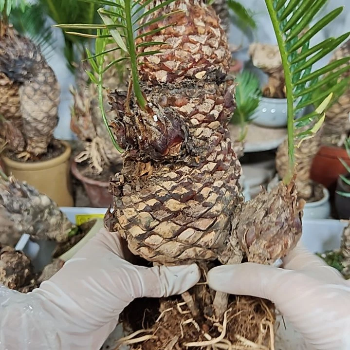 用***7无花朵白鳞铁盆景基地价