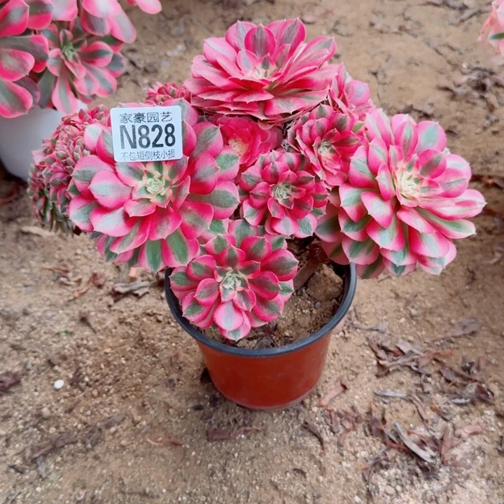 828倾城缀化官服28左右2