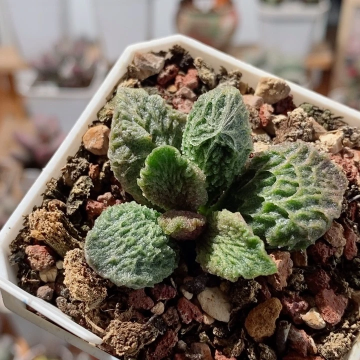 大鱼海棠水泡多肉植物