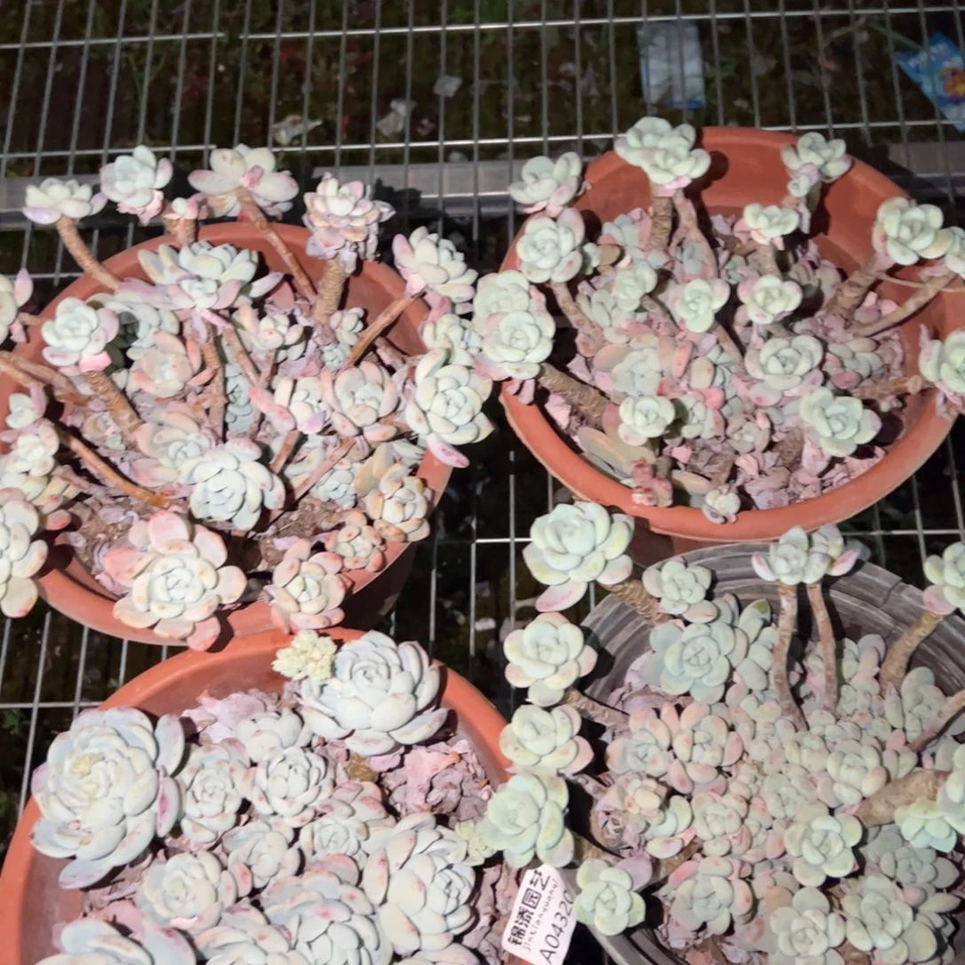 冷香大盆老桩整桩