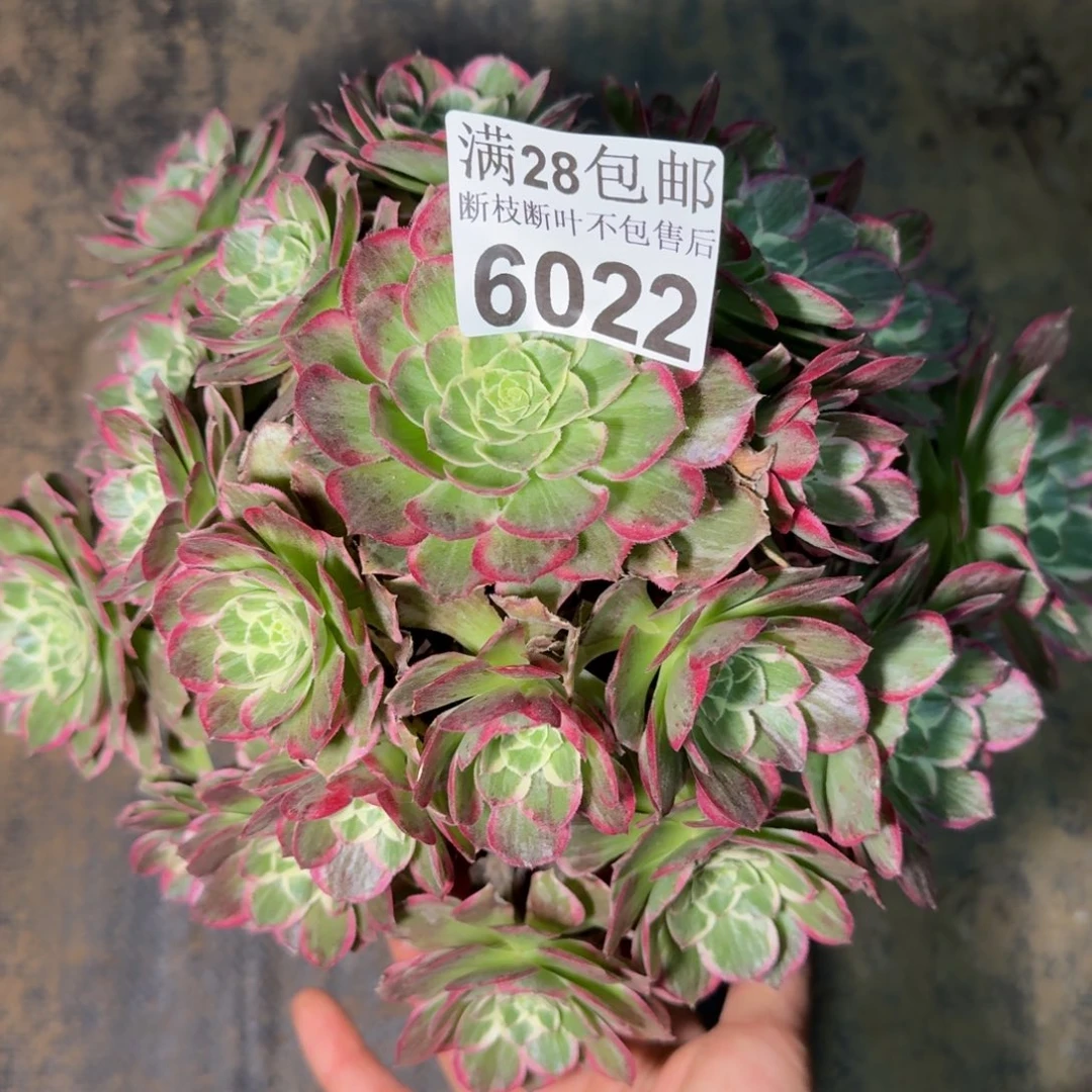 6022水蜜丸多肉植物