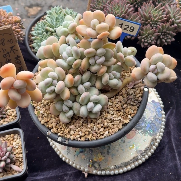 多肉植物大叶奶群129
