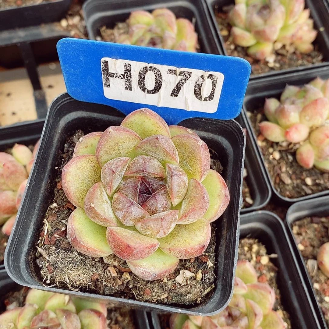 哼*噜圆叶玫瑰6cm多肉植物