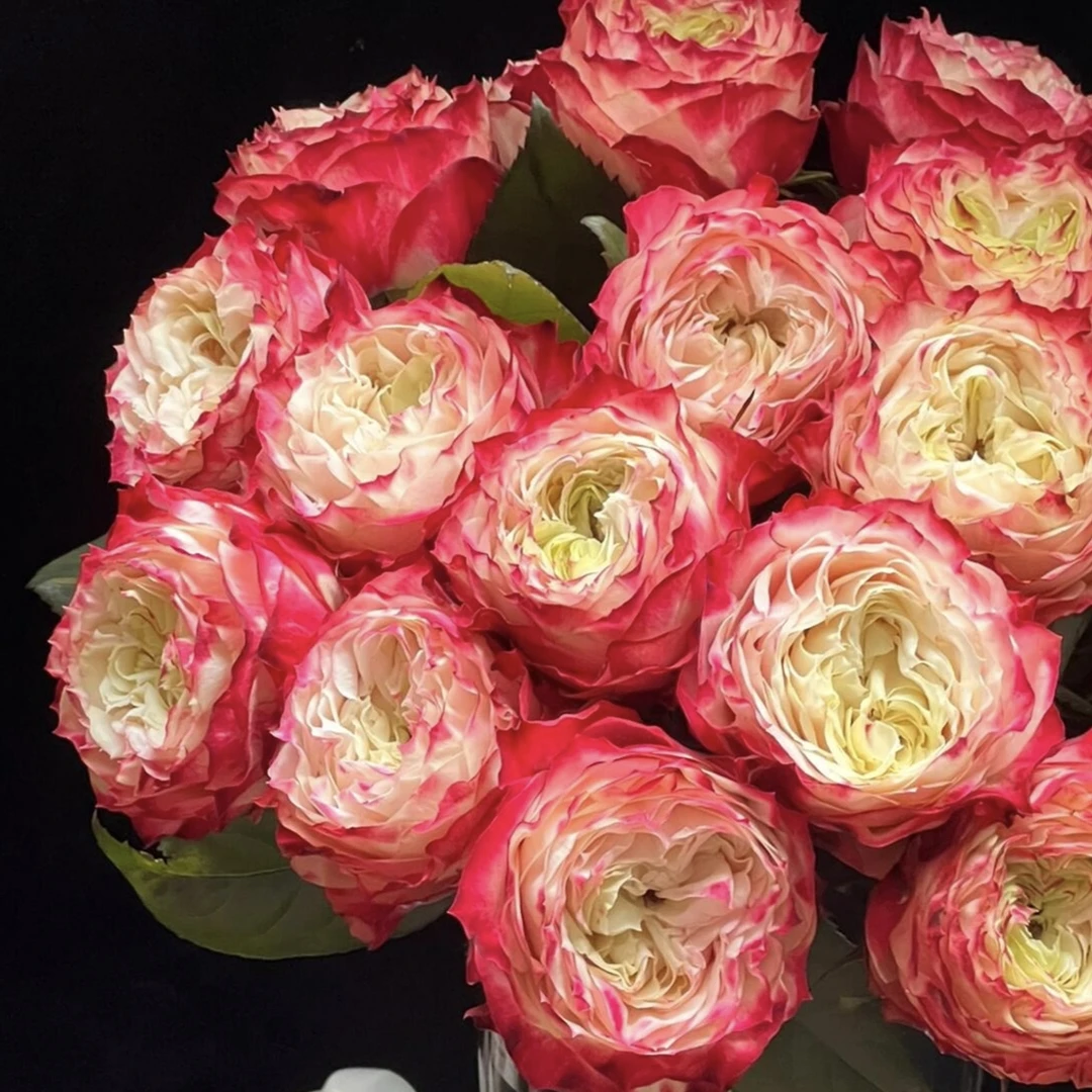 【A级苹果杰克玫瑰】云南稀有鲜花玫瑰70-75cm室内水养昆明直发包邮