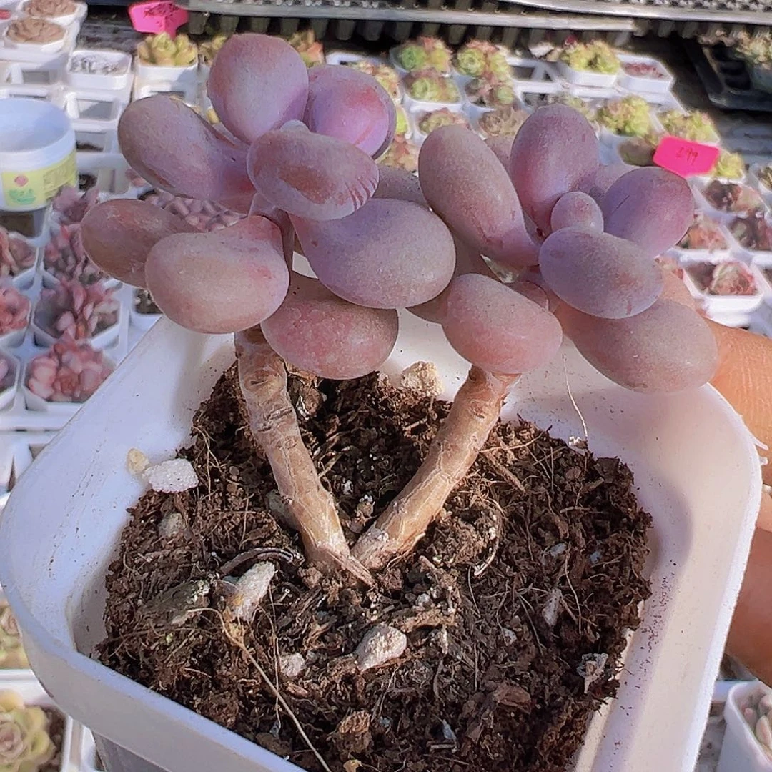 双头老桩桃蛋19包邮