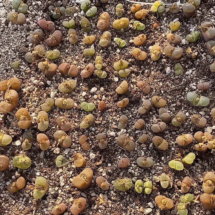 2935母本风铃一筐