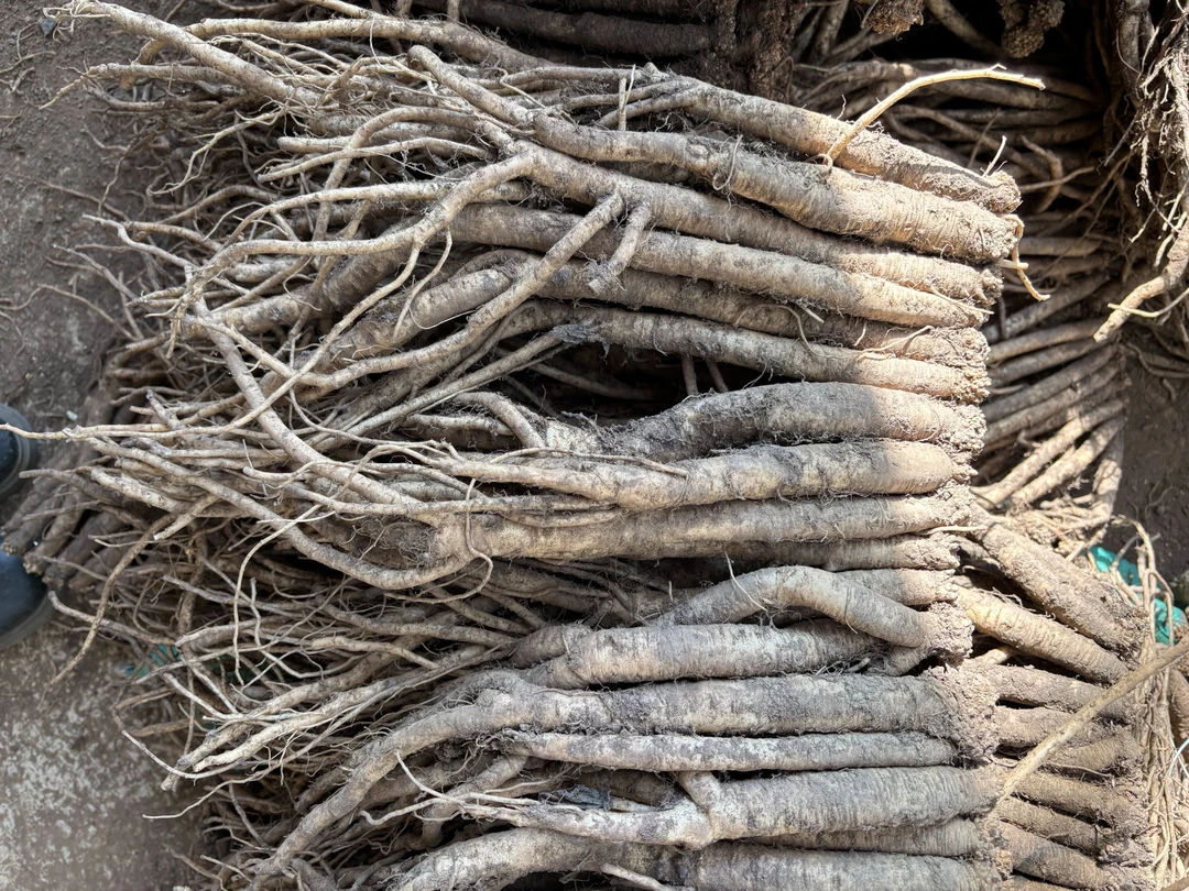 党参中条 甘肃高原种植新鲜党参可煲汤炖肉