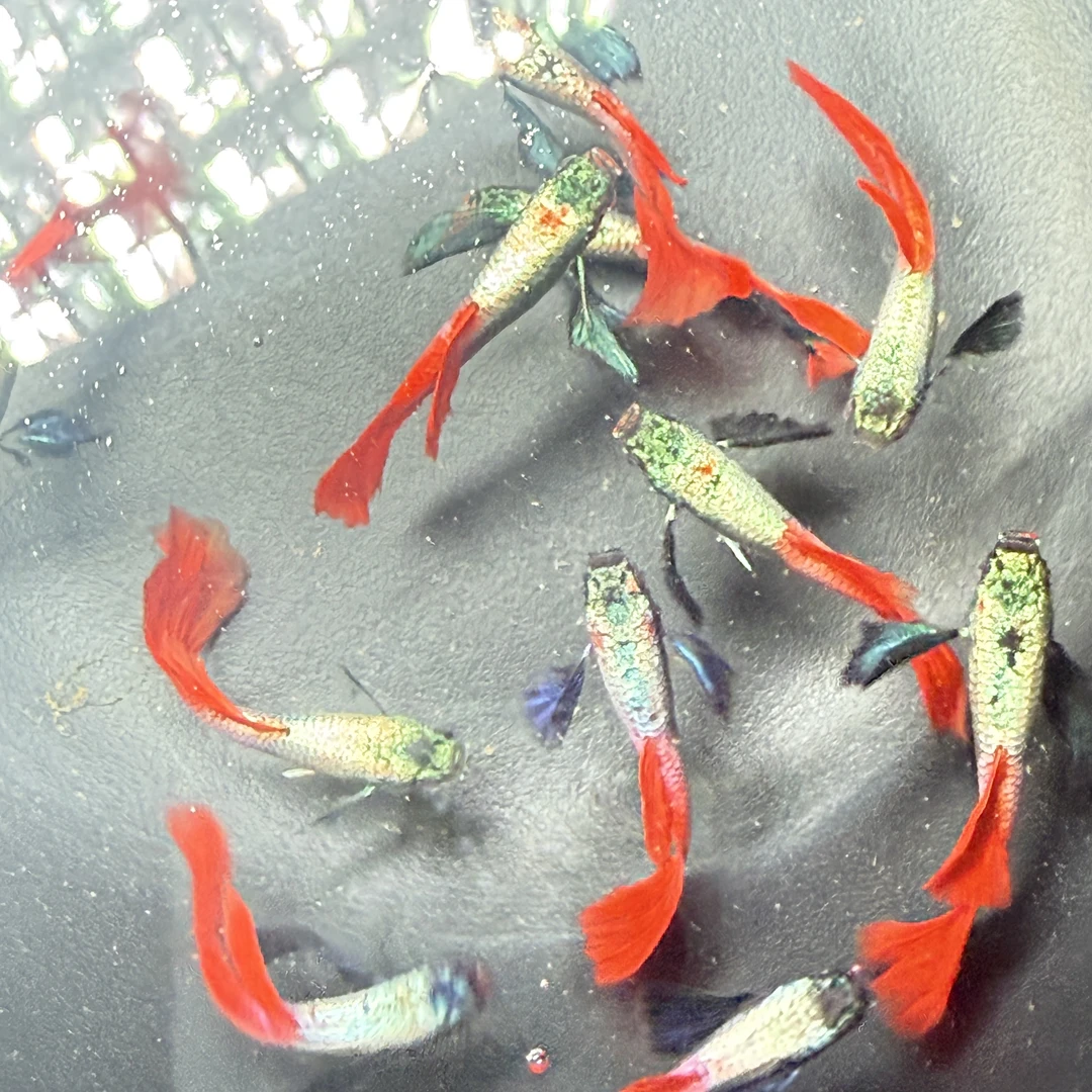 泰国进口黄金象耳满银背白金象耳（种鱼）（含加热包）鱼孔雀鱼观赏鱼