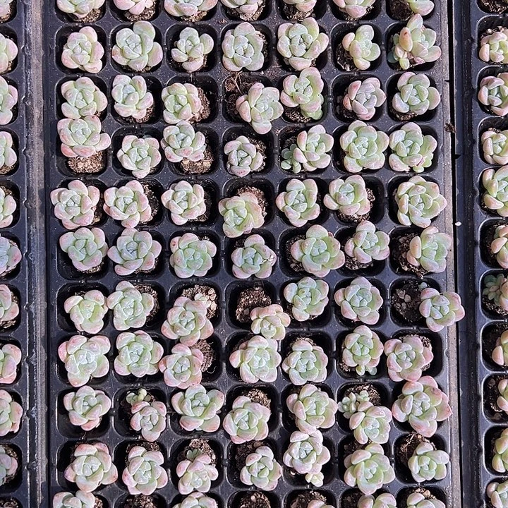 105颗单头带桩奶油冰玉！！