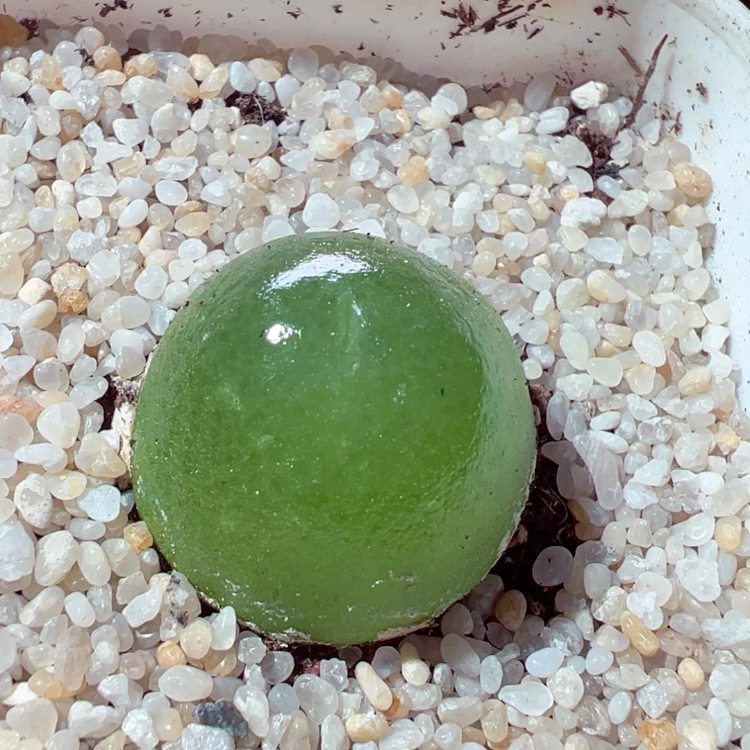 924-702多肉多肉大灯泡2.4cm