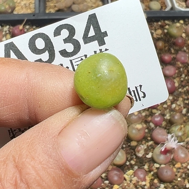 934号拉登1.2厘米登多肉植物