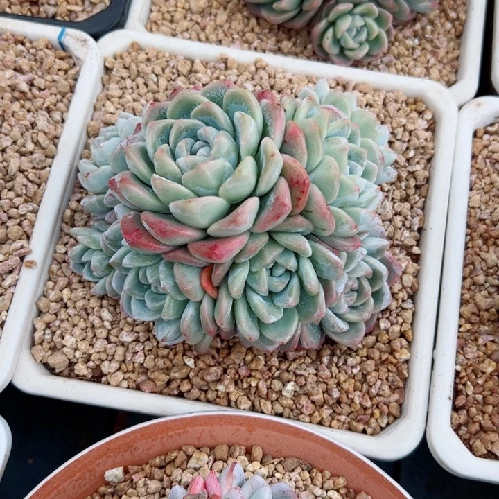 精品多肉植物老桩