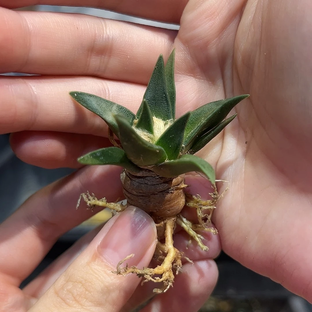 2号4.5cm实生龙牙牡丹萝卜根