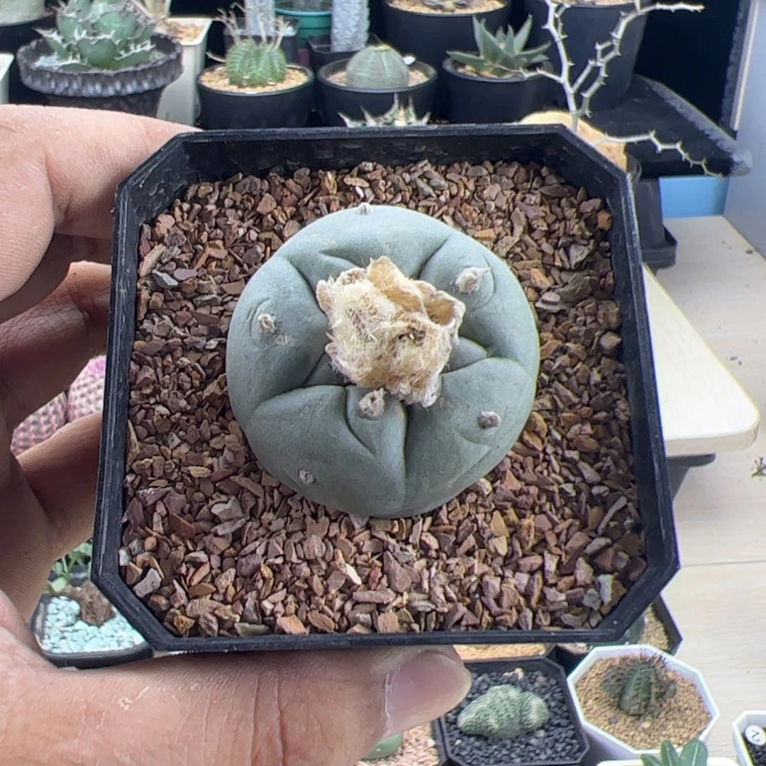 草球实生3.8一物一拍默认脱土发