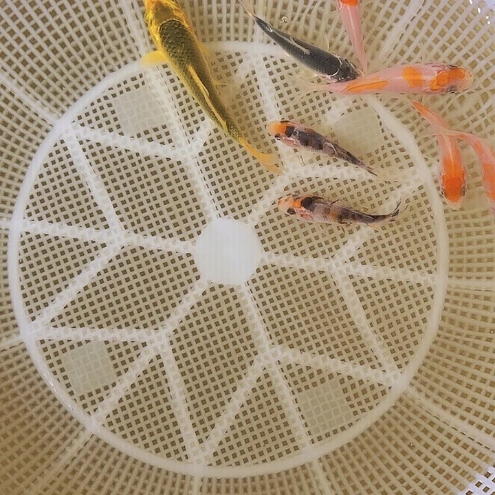 油***子海水锦鲤的故事是