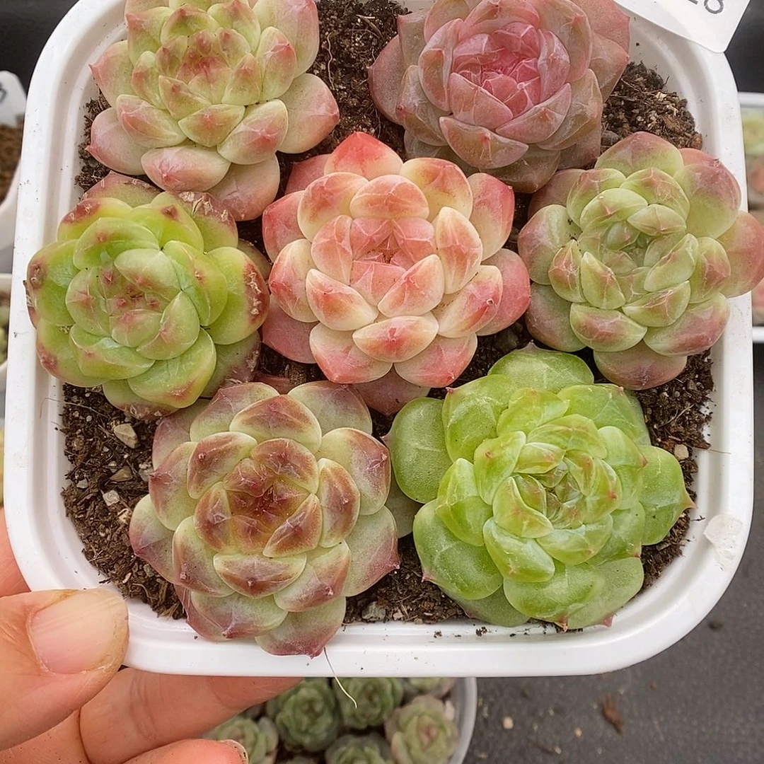 一物一拍一物一拍1023-128