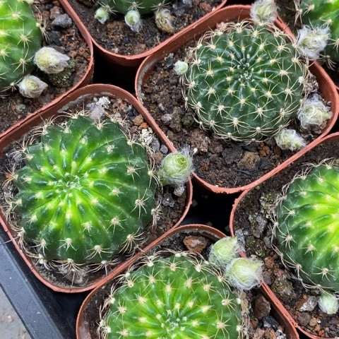 无花朵汤姆开花漂亮好看