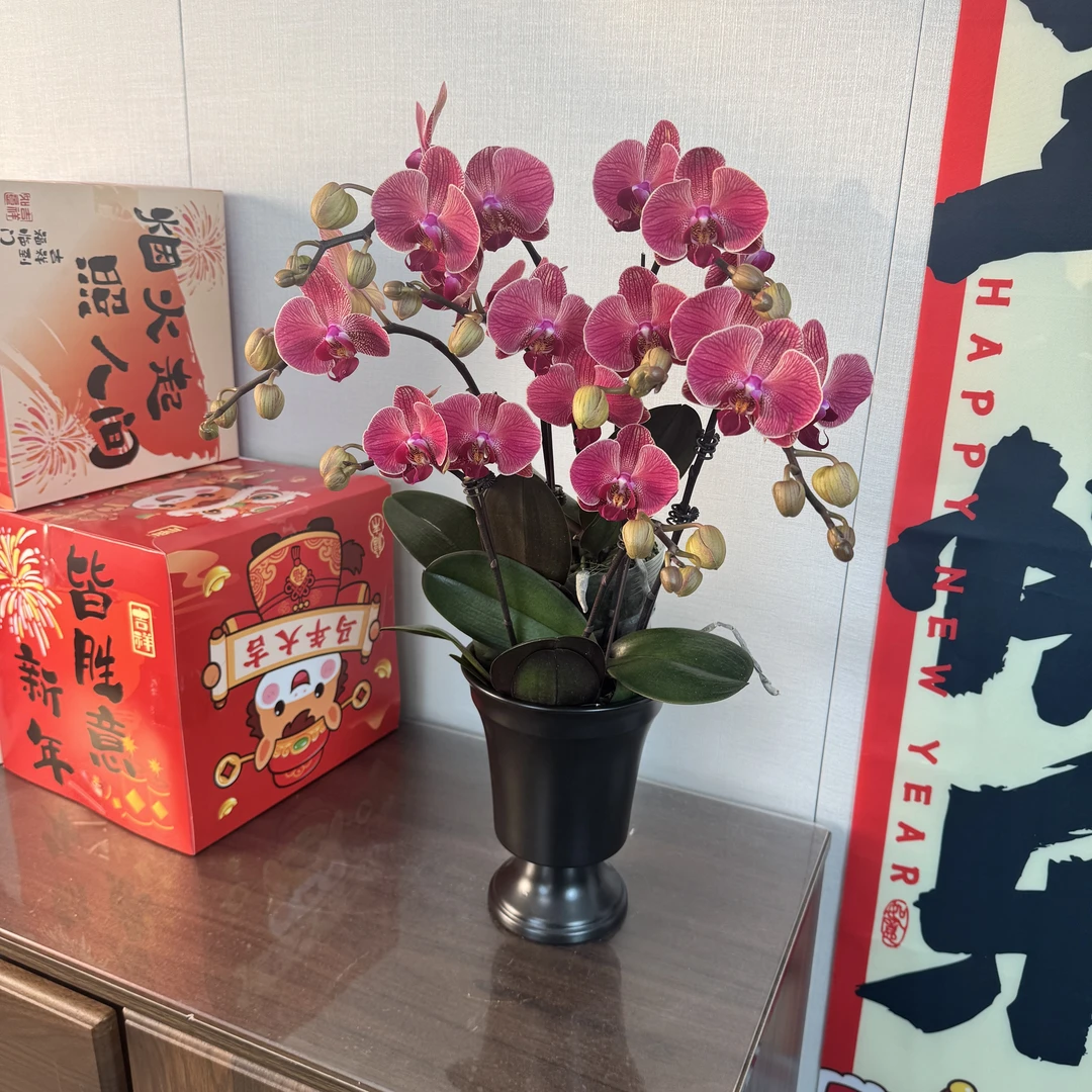 精选蝴蝶兰【聚宝橘子组盆】红色带线条精品湾湾品种