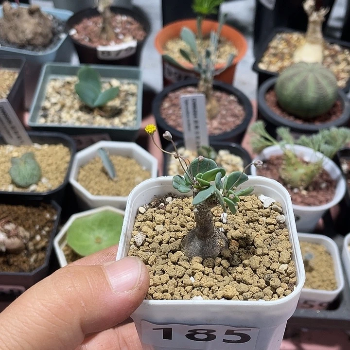 185恩特美厚墩菊块根