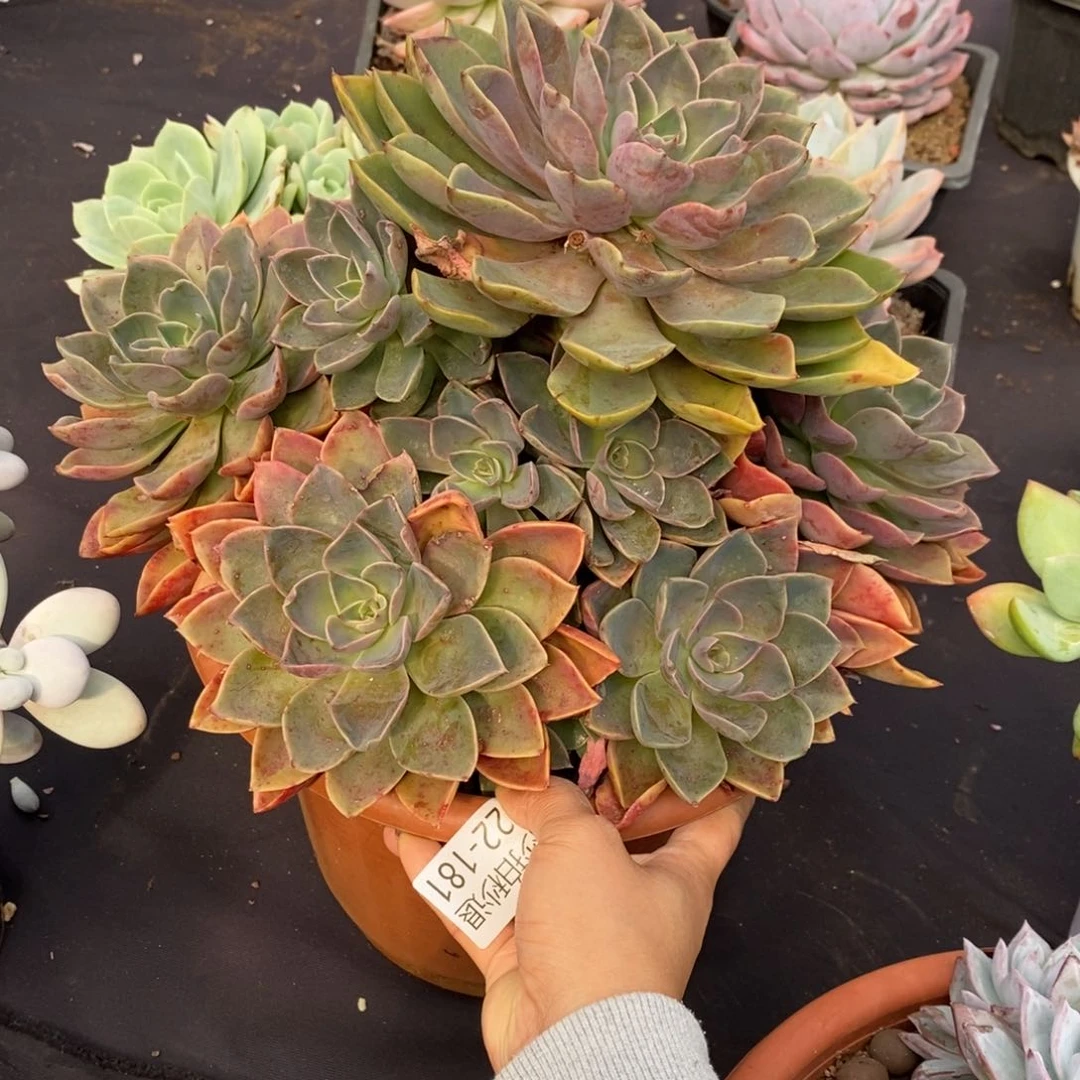 两单包邮1122-181紫气东来