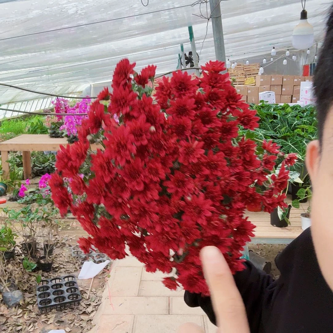 完全开放红豆相思菊花一棵