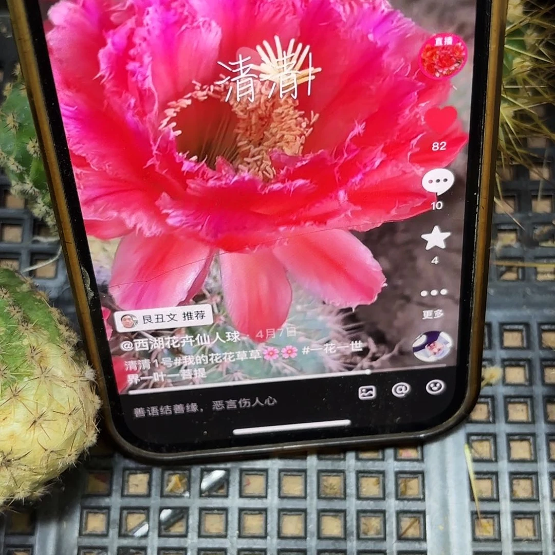 青青1毛侧牙20包邮23