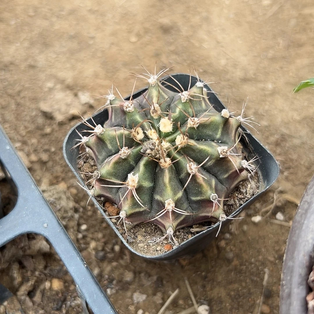 多肉植物多肉植物