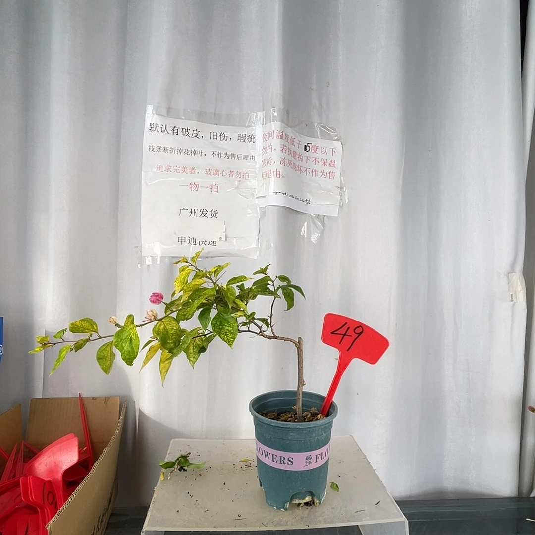 当前无花栽培后可以开花49斑红樱盆苗