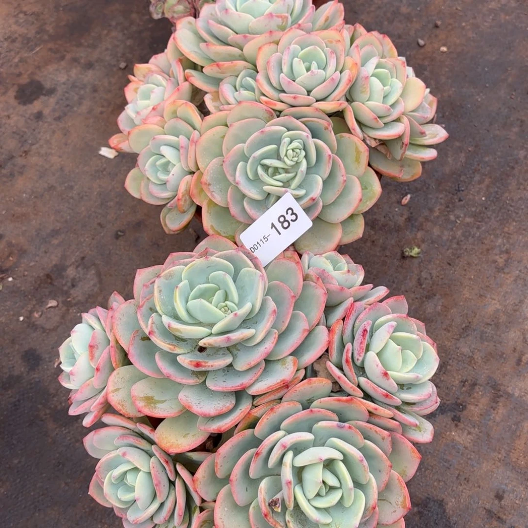 ～***～同温层多肉白月光两颗183