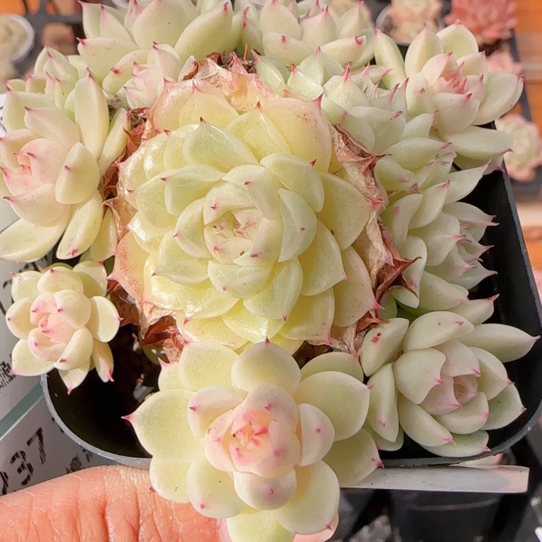 花语多肉1211-235散