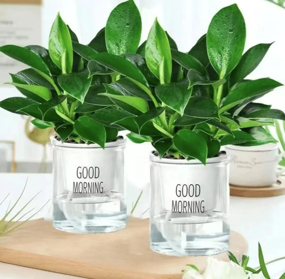 金钻绿植室内盆栽鲜活多肉客厅吸除甲醛植物金钻花卉绿植盆栽