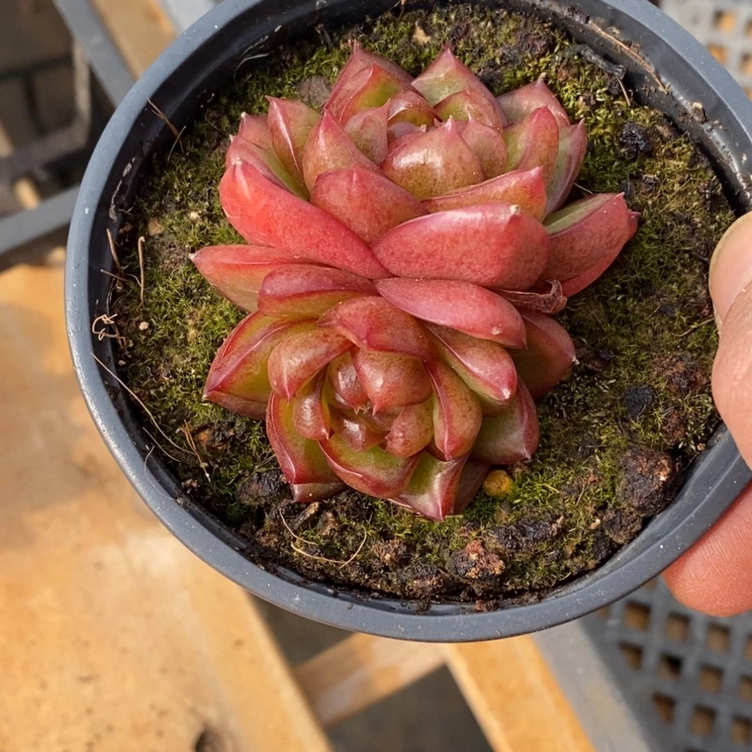 精品多肉一物一拍不包整167