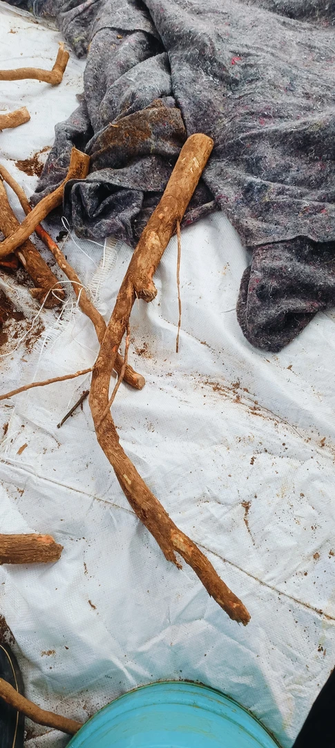 三角梅小叶紫根嫁接砧木伤口处氧化变红不影响成活介意勿拍不售后