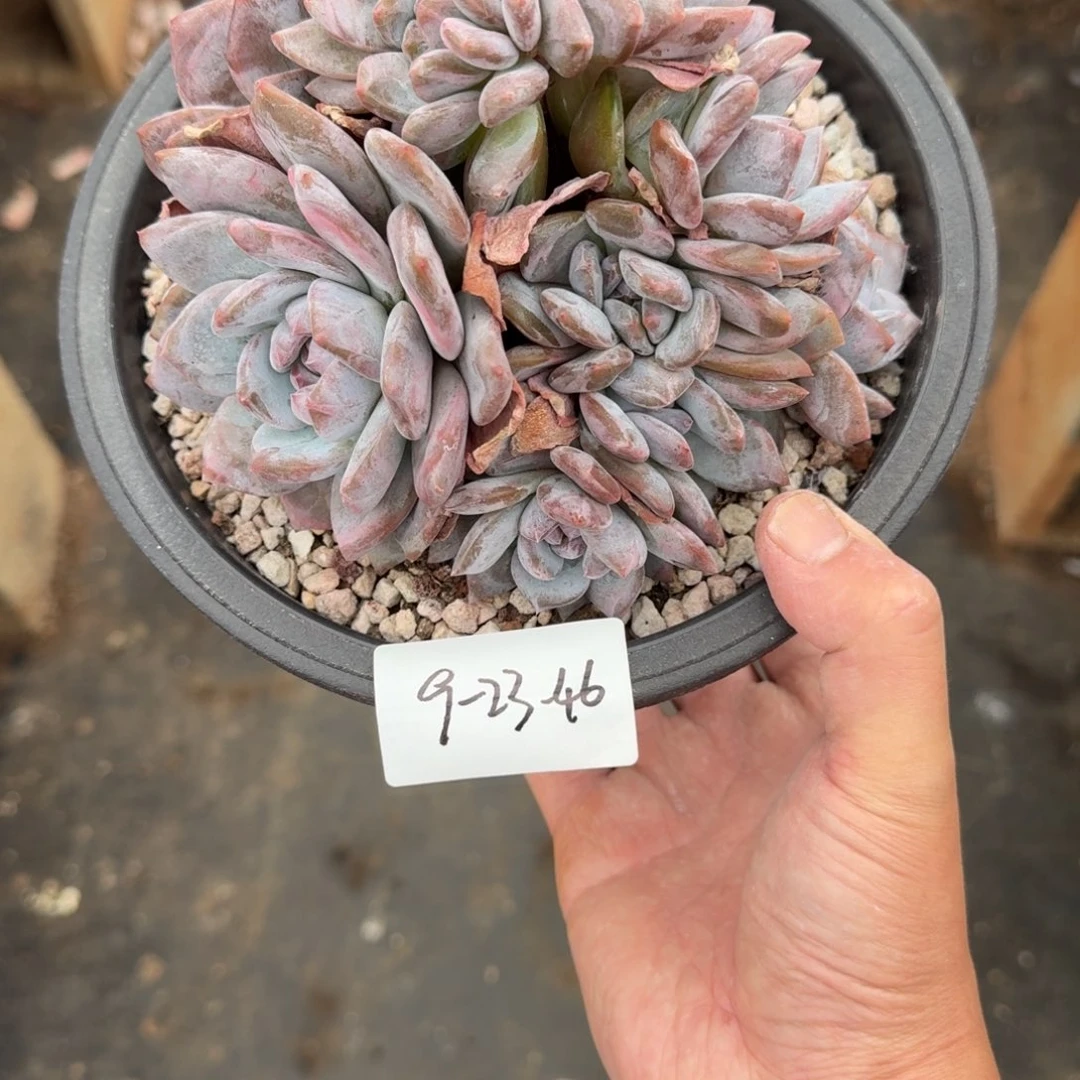 只***-9-23-46静好多肉园艺