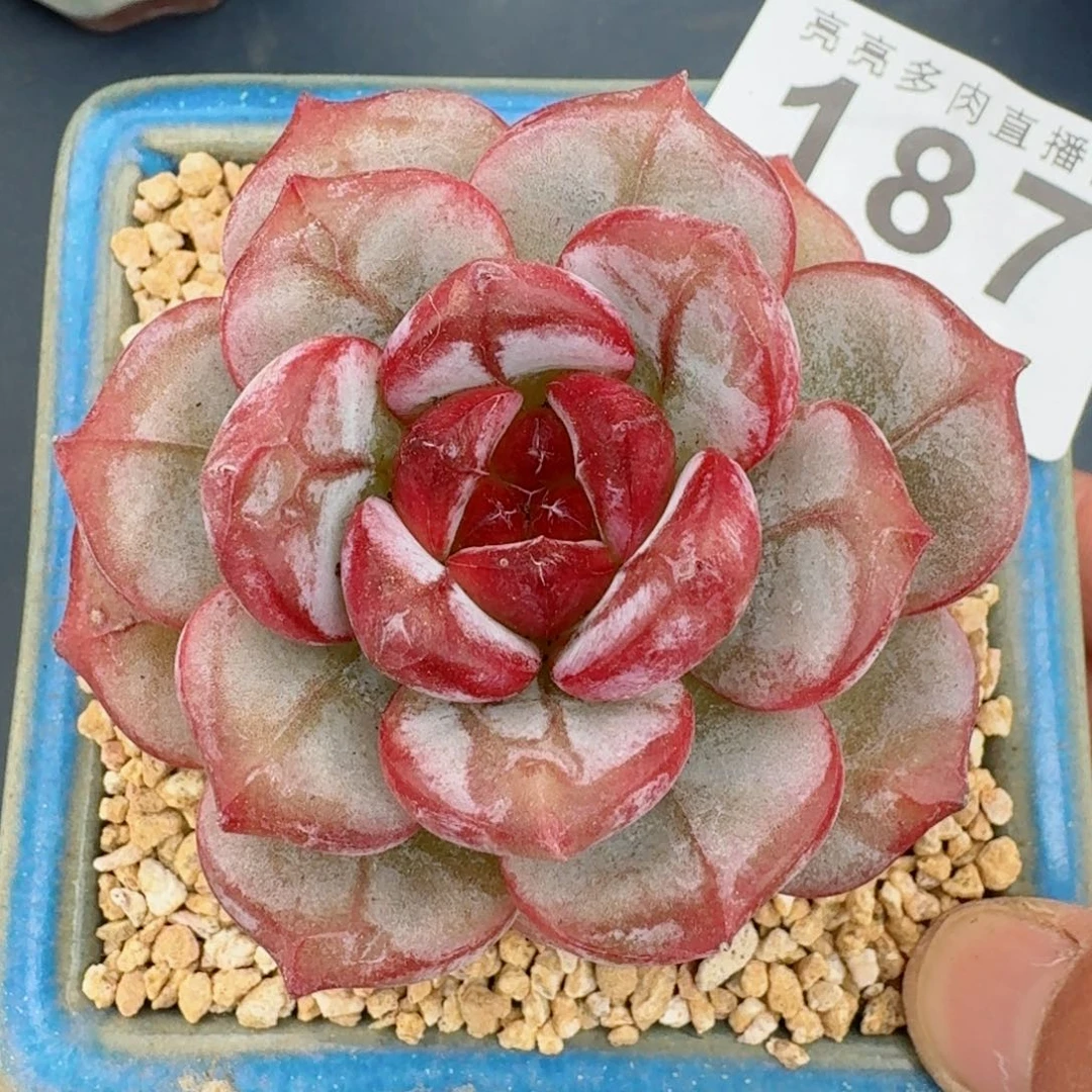 红桃          摇身一变高富帅，一夜暴富动作快