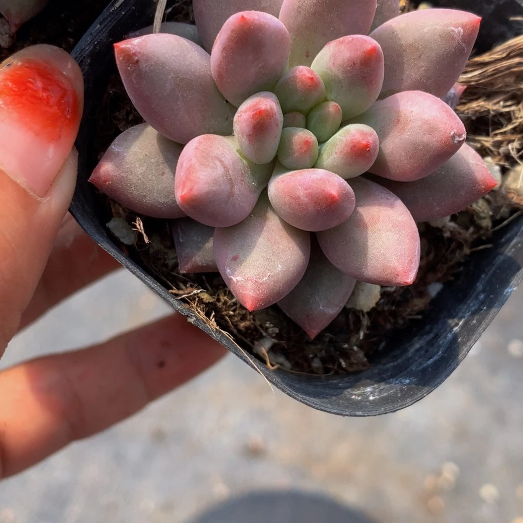 车厘子。（满9.99包邮不满9.99发叶子）