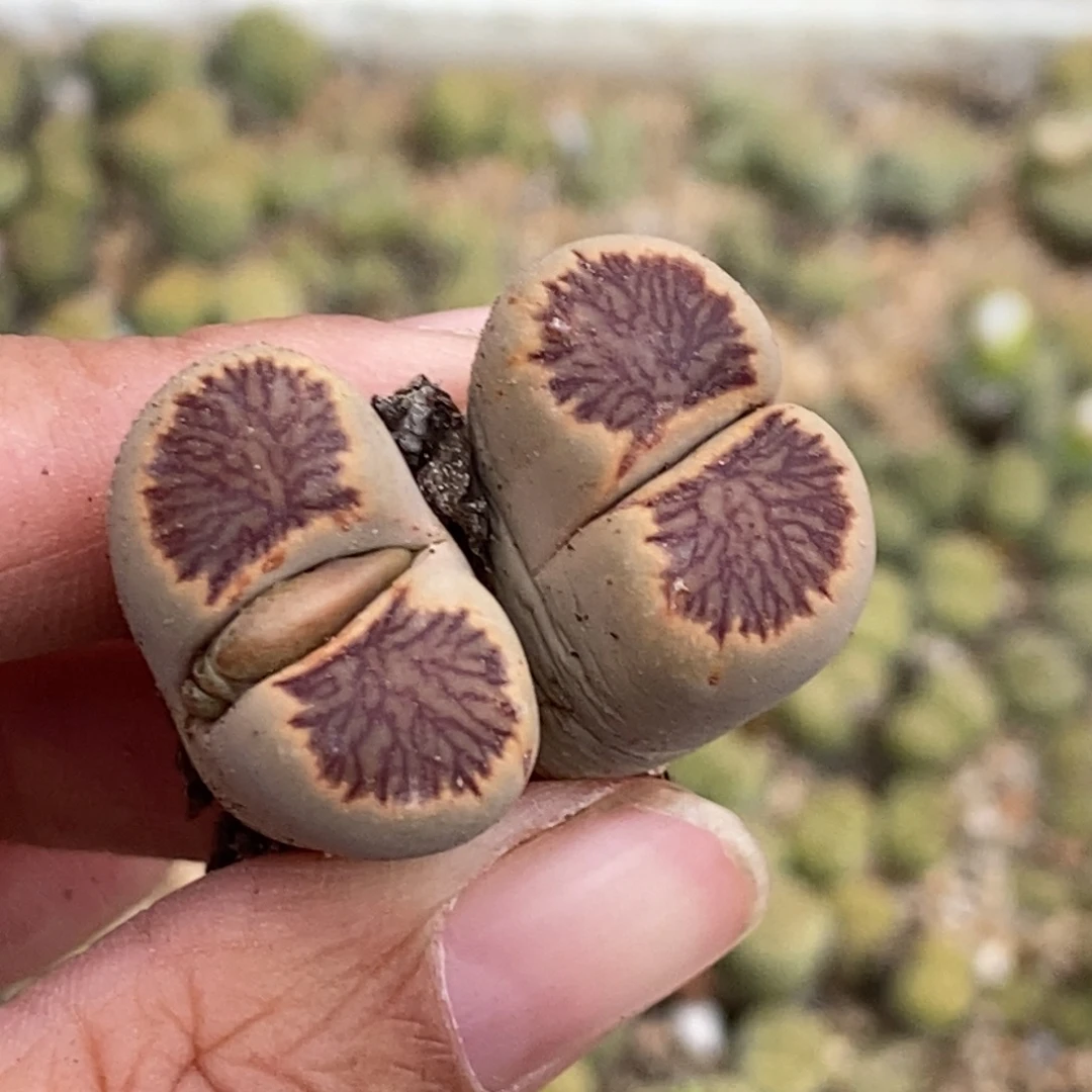 5946 双头菊纹章母本