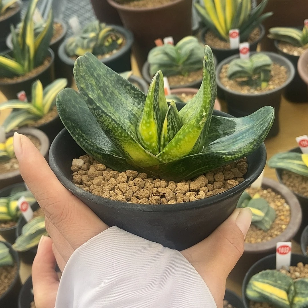 1065卧牛实生锦大胖子真敦实带盆发货