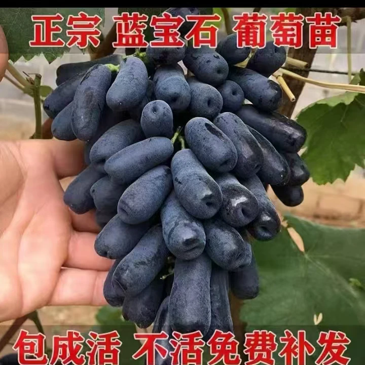 甜蜜蓝宝石葡萄。庭院阳台大地均可种植一管理
