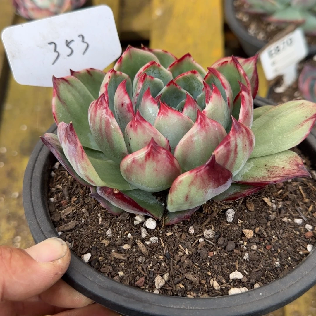 花脸惊鸿一物一拍包装收缩花旱353