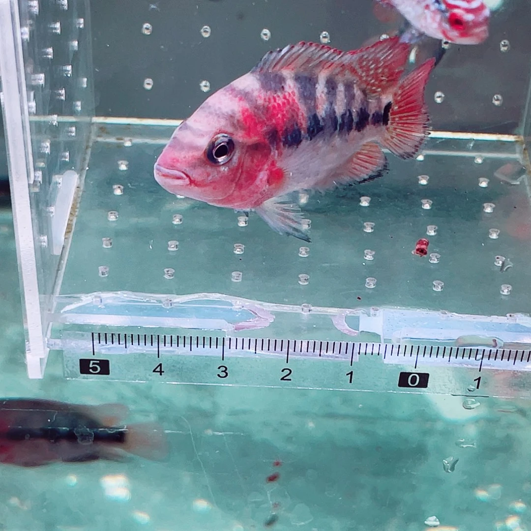 B***令罗汉鱼1红马1f3罗汉鱼苗