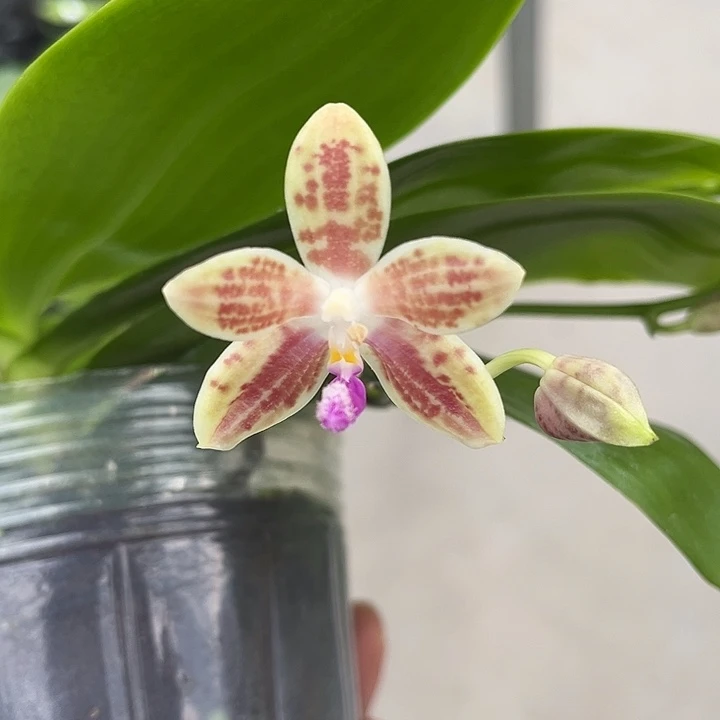 完全开放3.0寸杯爪哇交蓝盾