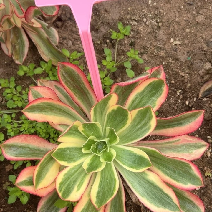 1-101魅影多肉植物