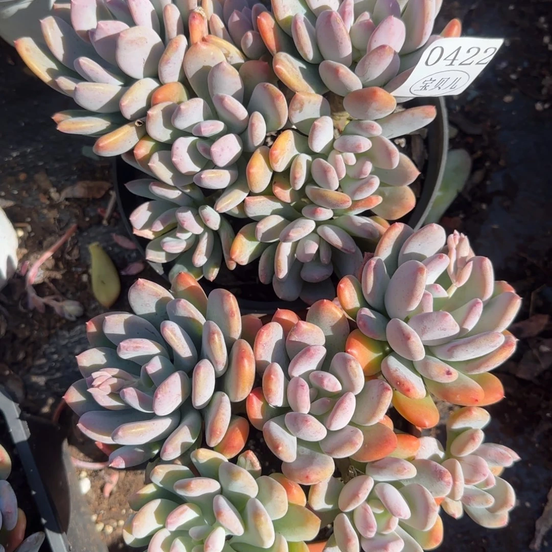 榕***）0422号包装盒的包装盒和