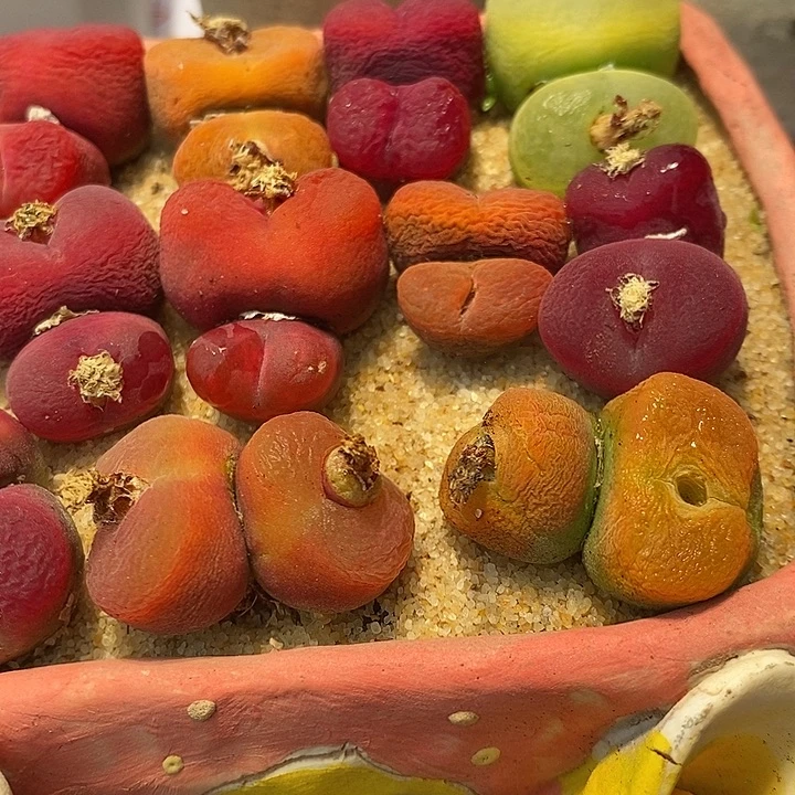 双头有瑕疵彩蟠桃一颗。