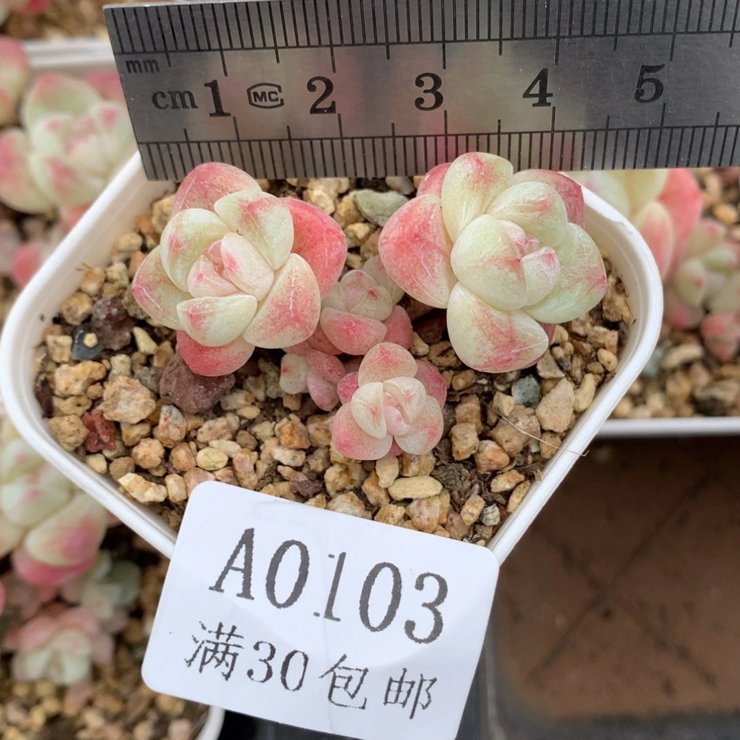 103。mini小脸五头冰玉。福利