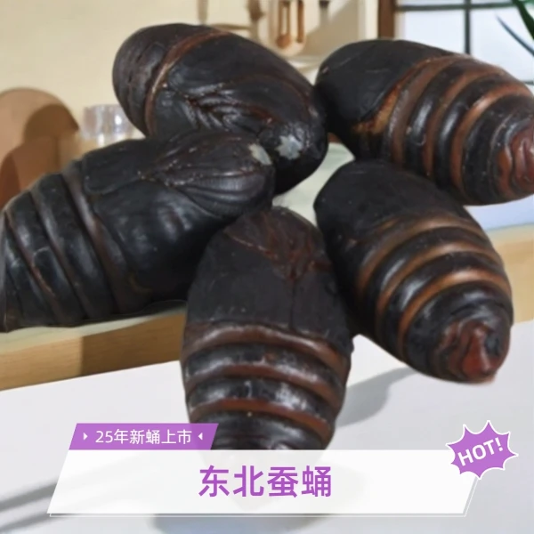 【涵涵专属】东北特产大个蚕蛹鲜活茧蛹蝉蛹高蛋白绿色食品顺丰发货