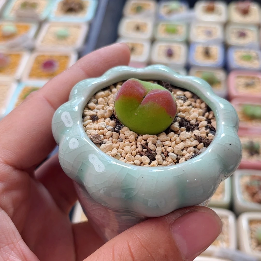 无花朵北**猫0982-一物一拍 带盆 水蜜桃